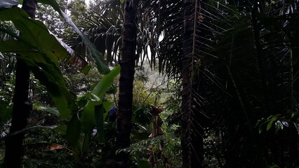 Photo of a tree exposed to very heavy rain. Perfect for documentaries about tropical rainforests and World Wildlife Conservation Day on December 4th.
