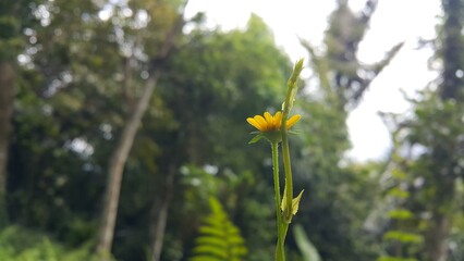 Wollastonia biflora is often called sea saruni. Wedelia has properties as a herbal medicine. Perfect for documentaries about tropical rainforests and World Nature Conservation Day on July 28th.