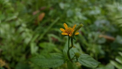 Wollastonia biflora is often called sea saruni. Wedelia has properties as a herbal medicine. Perfect for documentaries about tropical rainforests and World Wildlife Conservation Day on December 4th.
