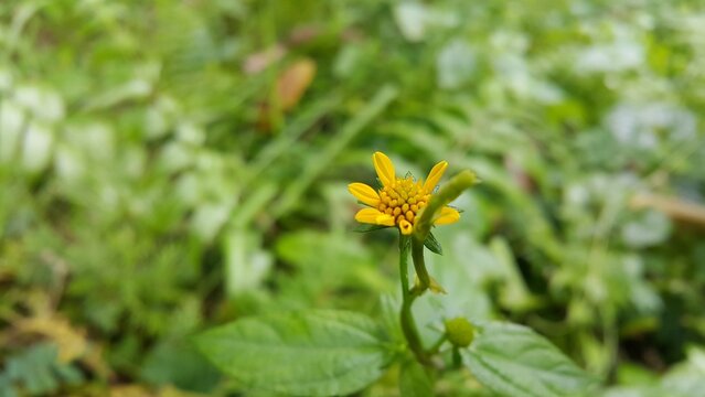 Wollastonia biflora is often called sea saruni. Wedelia has properties as a herbal medicine. World Environment Day on June 5th.  Shot in a tropical rainforest.

