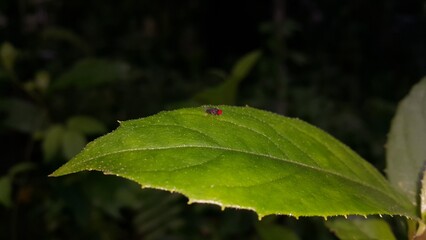 Small flies perch on the leaves. Has very large red eyes. Perfect for documentaries about tropical rainforests and World Environment Day on June 5th.
