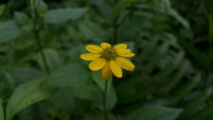Very beautiful Wedelia biflora floral background. Photo taken on the mountain. Perfect for documentaries about tropical rainforests and World Wildlife Conservation Day on December 4th.
