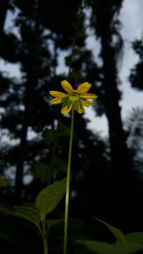 Very beautiful Wedelia biflora floral background. Photo taken on the mountain. Perfect for documentaries about tropical rainforests and World Environment Day on June 5th.
