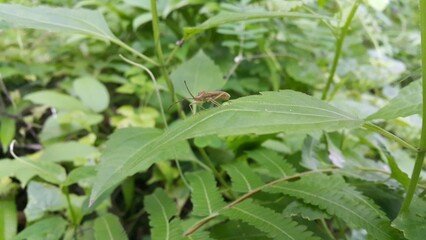 Photo of Riptortus linearis (Bean bug) perched on a leaf. Perfect for documentaries about tropical rainforests and World Nature Conservation Day on July 28th.