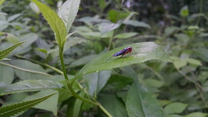 Photo of a black and red leafhopper perched on a plant leaf. Perfect for documentaries about tropical rainforests and World Nature Conservation Day on July 28th.