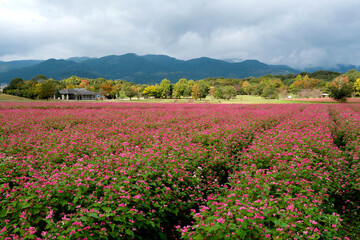 吉野ヶ里歴史公園の秋