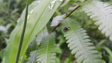 Photo of the Rhagoletis pomonella insect perched on a leaf. Photo taken on the mountain. Perfect for documentaries about tropical rainforests and World Nature Conservation Day on July 28th.