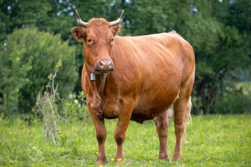 Beef cows grazing in a field on a rainy summer day