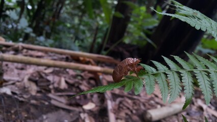 Photo of a cicada insect shedding its skin. Perfect for documentaries about tropical rainforests and World Nature Conservation Day on July 28th.
