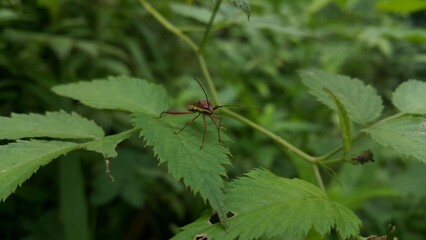Image of Groundnut Bug, Acanthocoris sordidus (Coreidae) on green leaves. Insect. Animal. Perfect for documentaries about tropical rainforests and World Wildlife Conservation Day on December 4th.