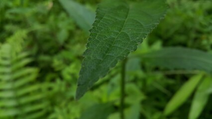 Dark green leaf texture background. Perfect for documentaries about tropical rainforests and World Nature Conservation Day on July 28th.