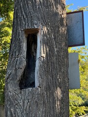 Dziupla wycięta w drzewie 
