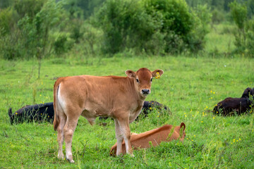 Young calves grazing in a field on a rainy summer day