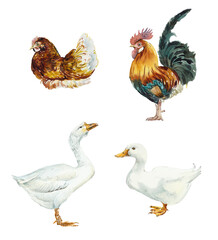 Farm birds. Chicken, rooster, goose and duck. Animals set, clip art. Watercolor hand drawn illustration