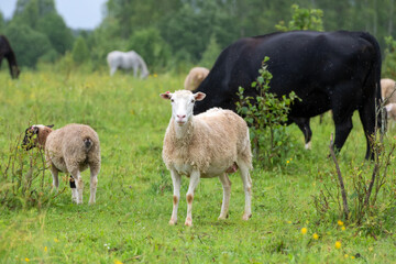 Obraz premium A flock of sheep grazing in a field on a rainy summer day