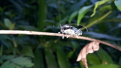 Beautiful longhorn beetle, Perfect for documentaries about tropical rainforests and World Nature Conservation Day on July 28th. Glenea elegans.