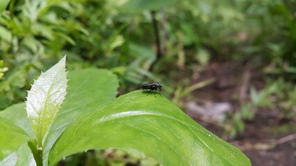 Black Soldier Fly, Perfect for documentaries about tropical rainforests and World Nature Conservation Day on July 28th. a species of Soldier flies.