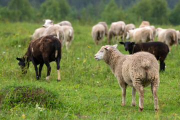Obraz premium A flock of sheep grazing in a field on a rainy summer day