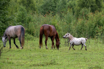 Obraz premium A herd of horses grazing in a field on a rainy summer day
