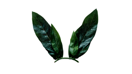 Bay leaves arrangement, isolated on transparent background