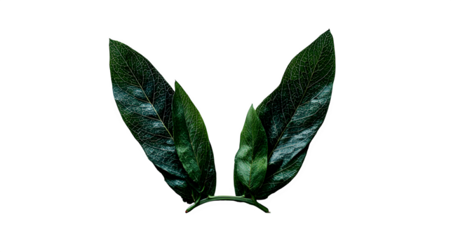 Bay leaves arrangement, isolated on transparent background