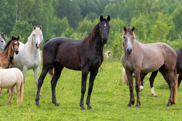 Obraz premium A herd of horses grazing in a field on a rainy summer day