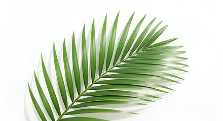 Obraz premium Elegant vibrant green areca palm leaf isolated on pure white background studio shot