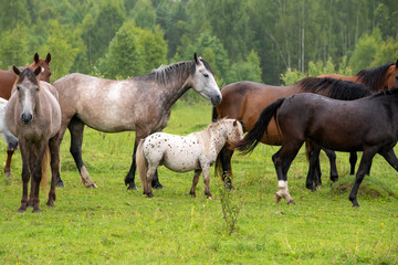 Fototapeta premium A herd of horses grazing in a field on a rainy summer day