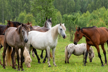 Obraz premium A herd of horses grazing in a field on a rainy summer day