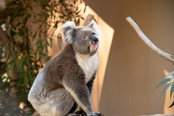 this is a side view of a koala