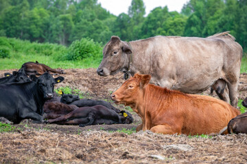 Fototapeta premium Cows sleep on the ground on a farm on a sunny summer day