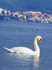 swan on the lake