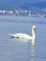swans on the lake
