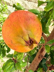apple on tree