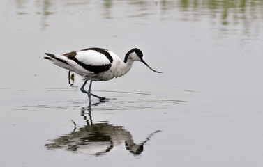 Avocette élégante