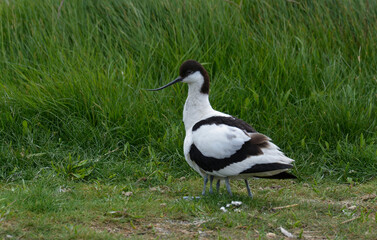 Avocette élégante