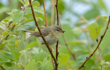 Obraz premium Pouillot fitis