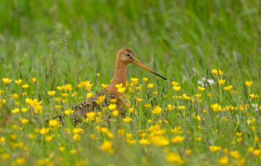 Barge &agrave; queue noire