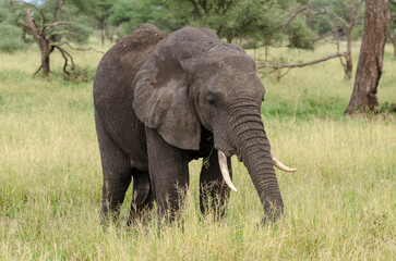 Obraz premium Eléphant d’Afrique