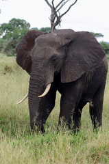 Obraz premium Eléphant d’Afrique