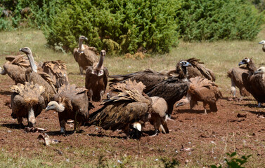 Vautour moine, vautour fauve