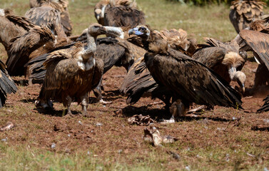 Vautour moine, vautour fauve