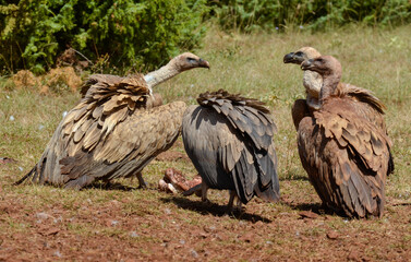 Vautour fauve,Gyps fulvus, Griffon Vulture, Parc naturel régional des grands causses 48, Lozere, France