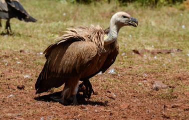Vautour fauve,Gyps fulvus, Griffon Vulture, Parc naturel régional des grands causses 48, Lozere, France