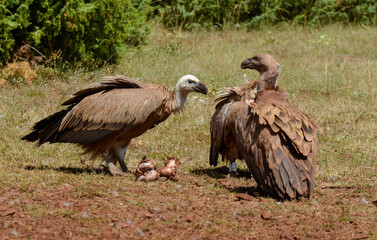 Vautour fauve,Gyps fulvus, Griffon Vulture, Parc naturel r&eacute;gional des grands causses 48, Lozere, France