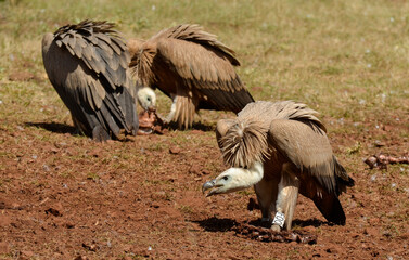 Vautour fauve,Gyps fulvus, Griffon Vulture, Parc naturel régional des grands causses 48, Lozere, France
