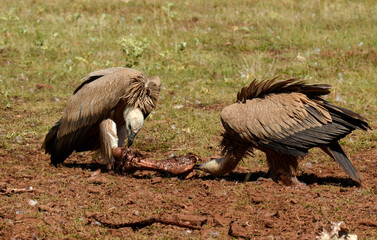 Fototapeta premium Vautour fauve, Gyps fulvus, Griffon Vulture, Parc naturel régional des grands causses 48, Lozere, France