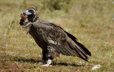 Obraz premium Vautour moine