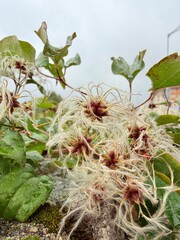 flowers in the garden