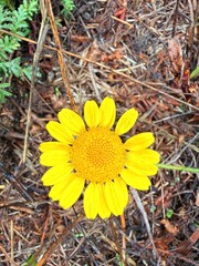 yellow flower in the forest